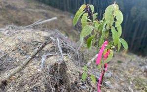 植樹した樹木