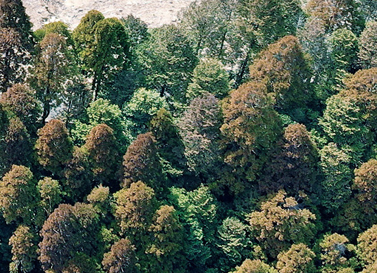 植樹活動の森林